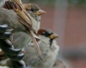 Bird Photo - Birds on a Wire - Nature Photograph - Cute Animal Art - 5x7 Color