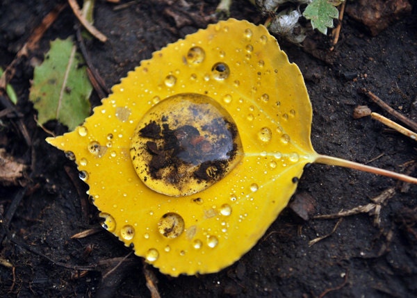 Puddle on yellow aspen leaf  with water droplet fine art photograph print 5x7