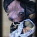 Anne Sophie chihuahua doll and her baby, bonie. for lolabud