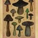 Magic Mushrooms - Original artwork