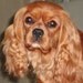 Cavalier King Charles Spaniel painting Cavalier King Charles art Custom dog Pet Portrait Custom Dog Portrait  Original dog paintings
