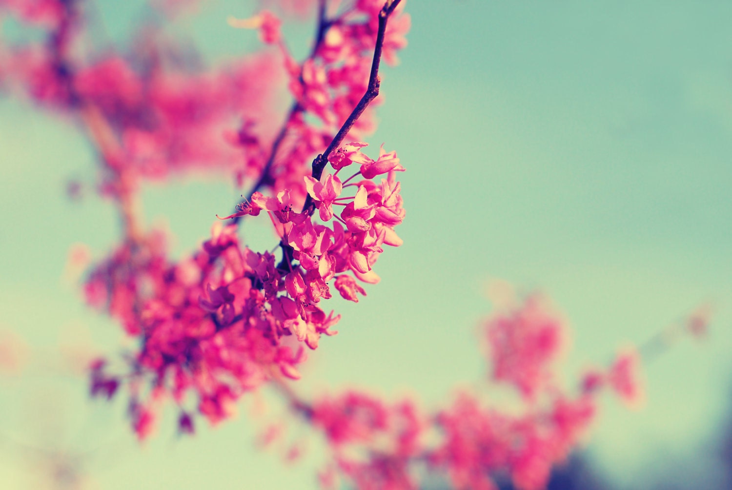 Flower Photography - fine art photo red bud tree pink blue sky 8x10 photograph  prints wall art vintage