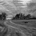 Path Through Trees Cloudy Skies - fine art photography black and white archival giclee print 8x10