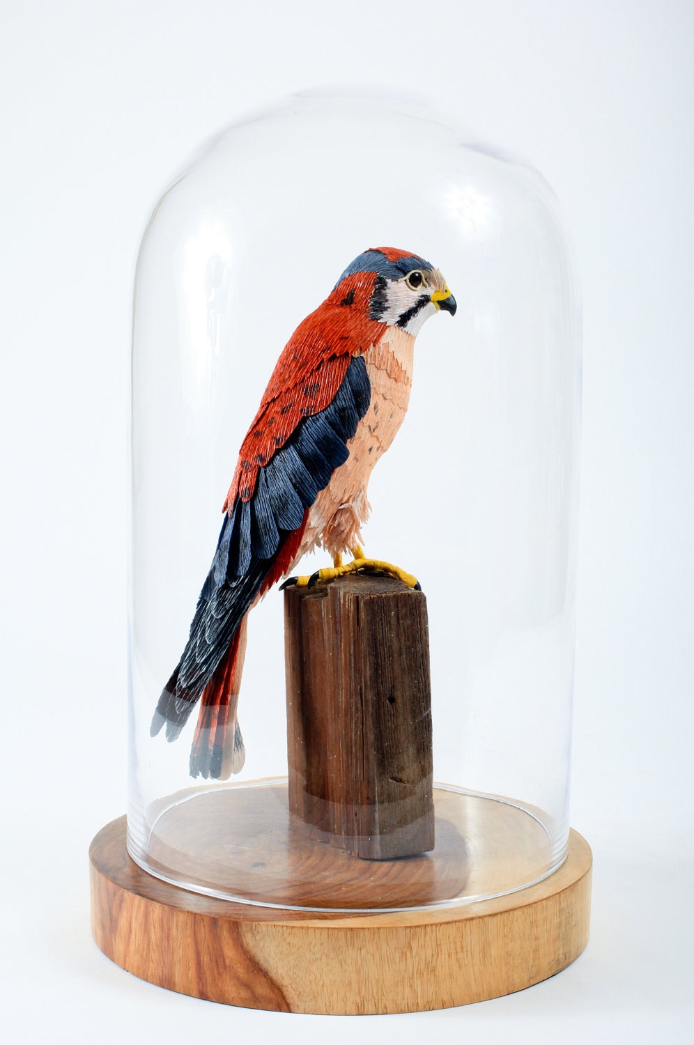 American Kestrel    --Falco sparverius  2008