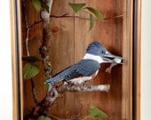 Belted Kingfisher --Megaceryle alcyon  2011
