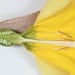Daffodil  --Narcissus sp. 2011