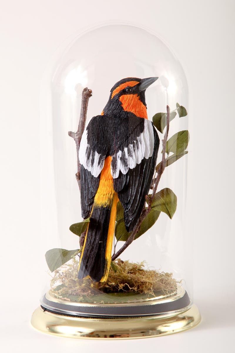Bullocks Oriole   -- Icterus bullockii  2011