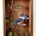 Belted Kingfisher --Megaceryle alcyon  2011