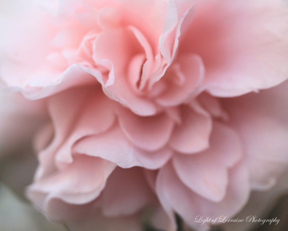 Pink, Soft, and Sweet My Darling- Fine Art Print-8x10 - LightofLorrainePhoto
