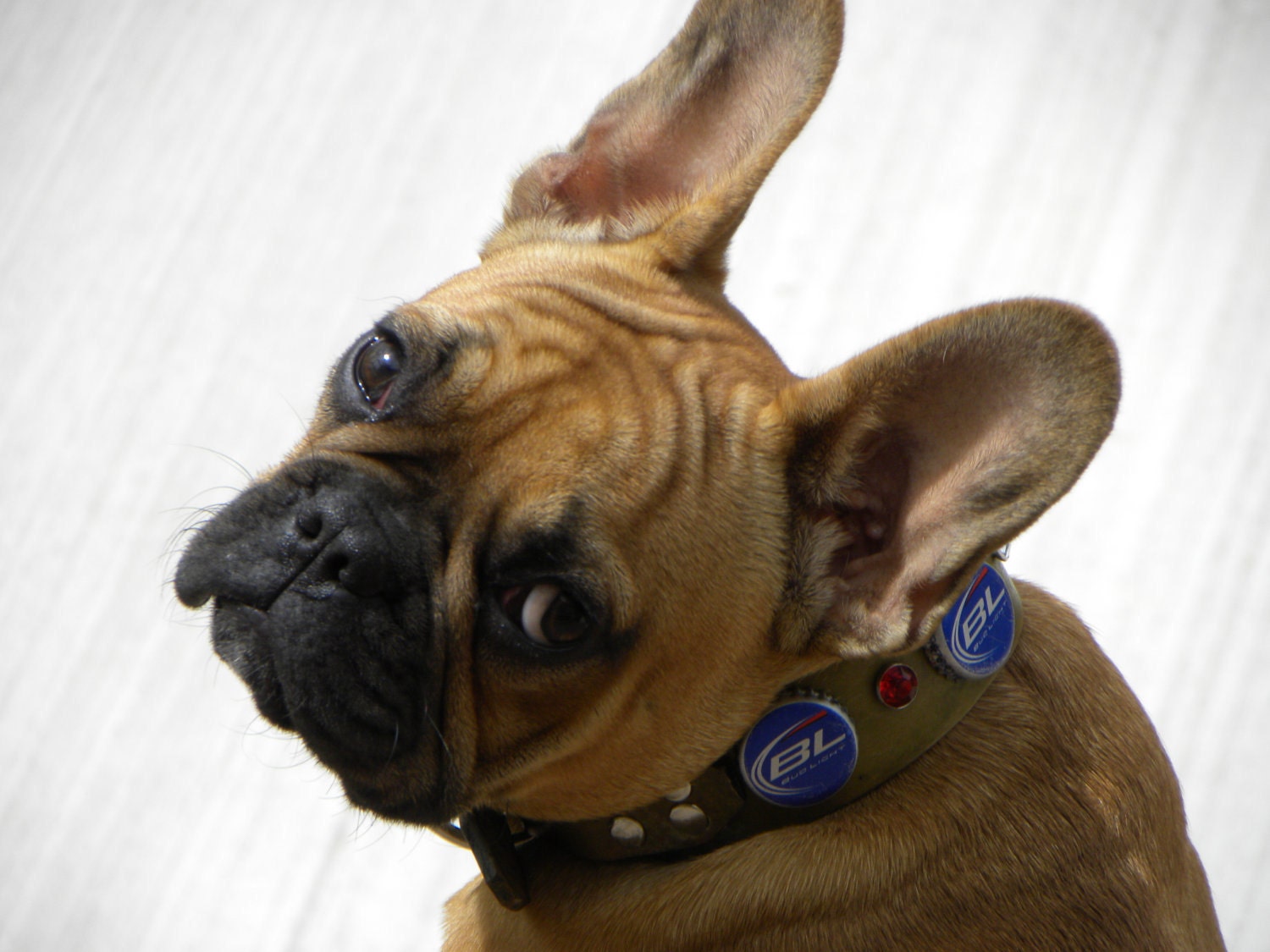 Top Class Bud Light beer cap leather dog collar with paw bottle opener. Any Size or Color Custom