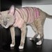 Kitten wool jumper from "Vanilla ice cream" collection.