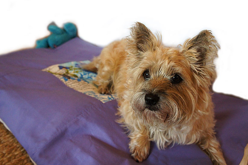 Items similar to Large Duvet Pet Bed Cover CUSTOM 27"x41" Envelope