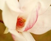 11x14 Close-Up Magnolia Flower Photograph on single weight matboard