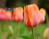 Pink Tulips - 8x10 Photographic Art