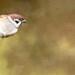 Bird Print, Bird Art, Bird Photograph, 8x10 Print, Art Photo Print, Golds Browns Neutrals, Nature Print