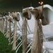 Rustic Burlap Rosette Chair Sash.........Sets of 50