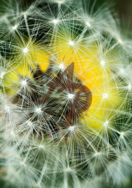 TREASURY FEATURED - Dandelion Photograph, 8x10 Fine Art Nature Print. Delicate White Seeds Yellow Background Gift