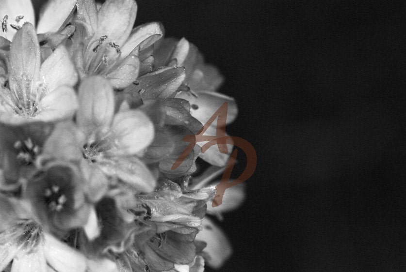 TREASURY FEATURED - Spring Flowers Black and White Petals Gray Delicate 8x10 Fine Art Photograph Gift