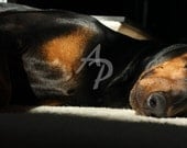Dog Sleepy Doberman Pinscher Nose Brown Chest Sun Light Tan Black Sweet Puppy Soft Fuzzy 8x10 Fine Art Print Under 25 Gift