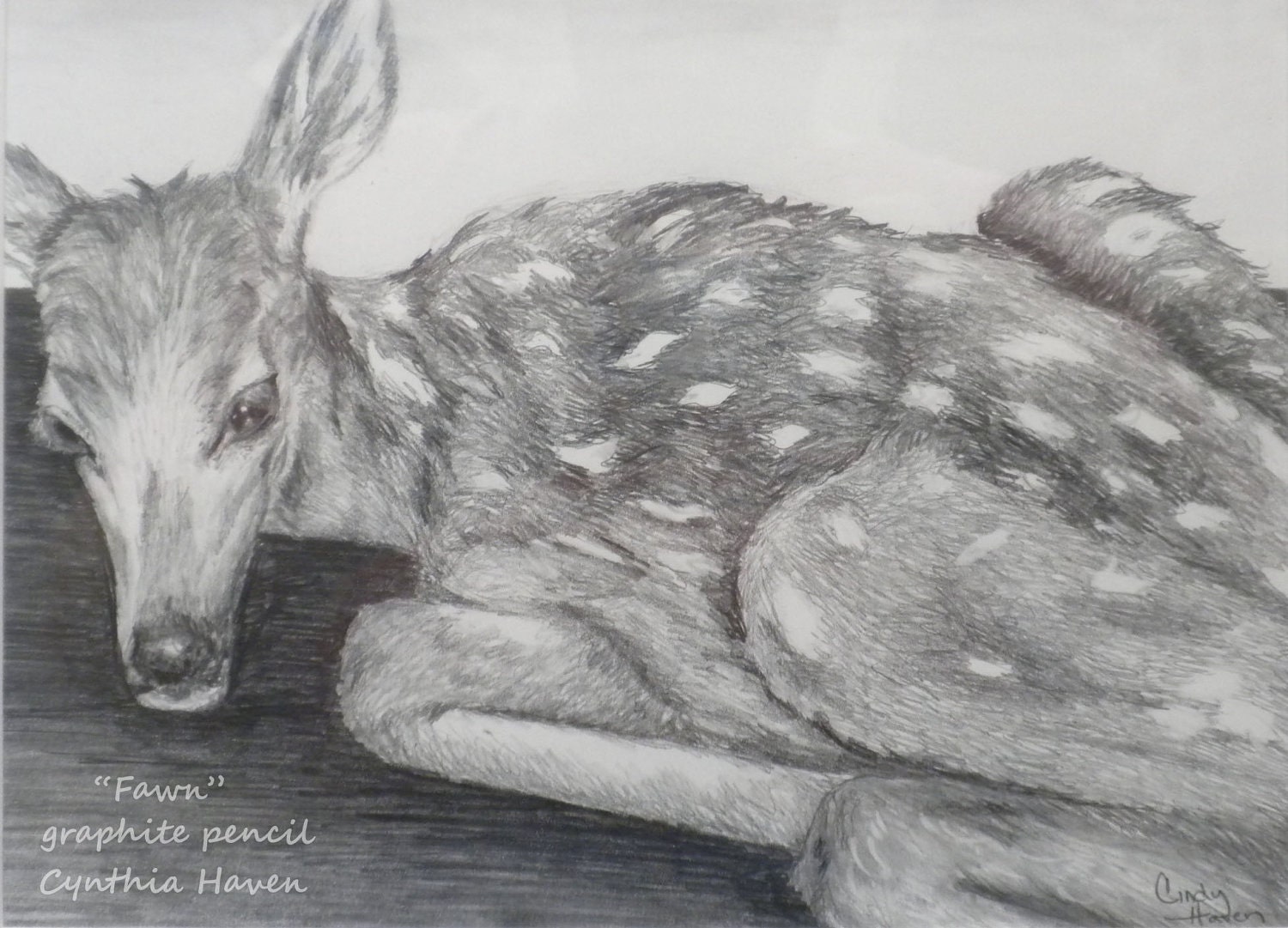 Fawn Drawing: graphite drawing with pencil on paper