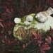 Green Gold Butterfly on Stone Fine Art Photography - 8 x 10