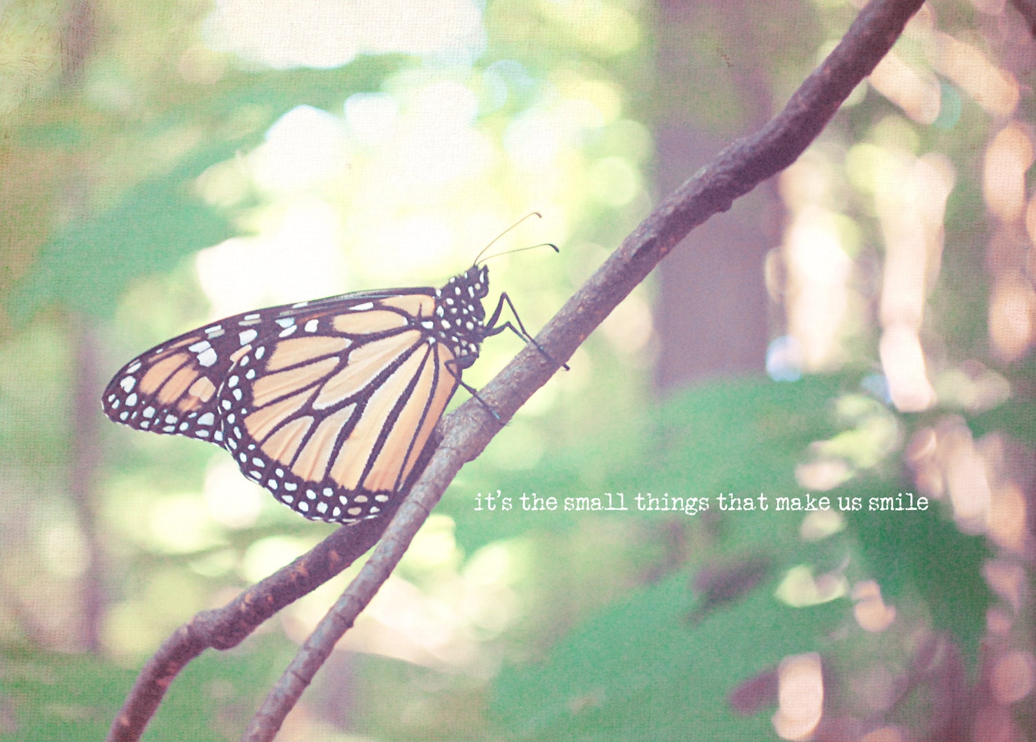 Green Gold Butterfly on Stone Fine Art Photography - 8 x 10