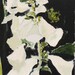 Foxglove Painting Original Oil flower still life on Canvas Black White floral Canada 12x24