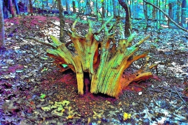 Virginia Art Print, King of Elf Land's Crown, Fantasy Art, Nature Photography, Ready to Frame 4x6 Fine Art