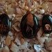 Black Moon Dichroic Pendnt and Earring Set item B33