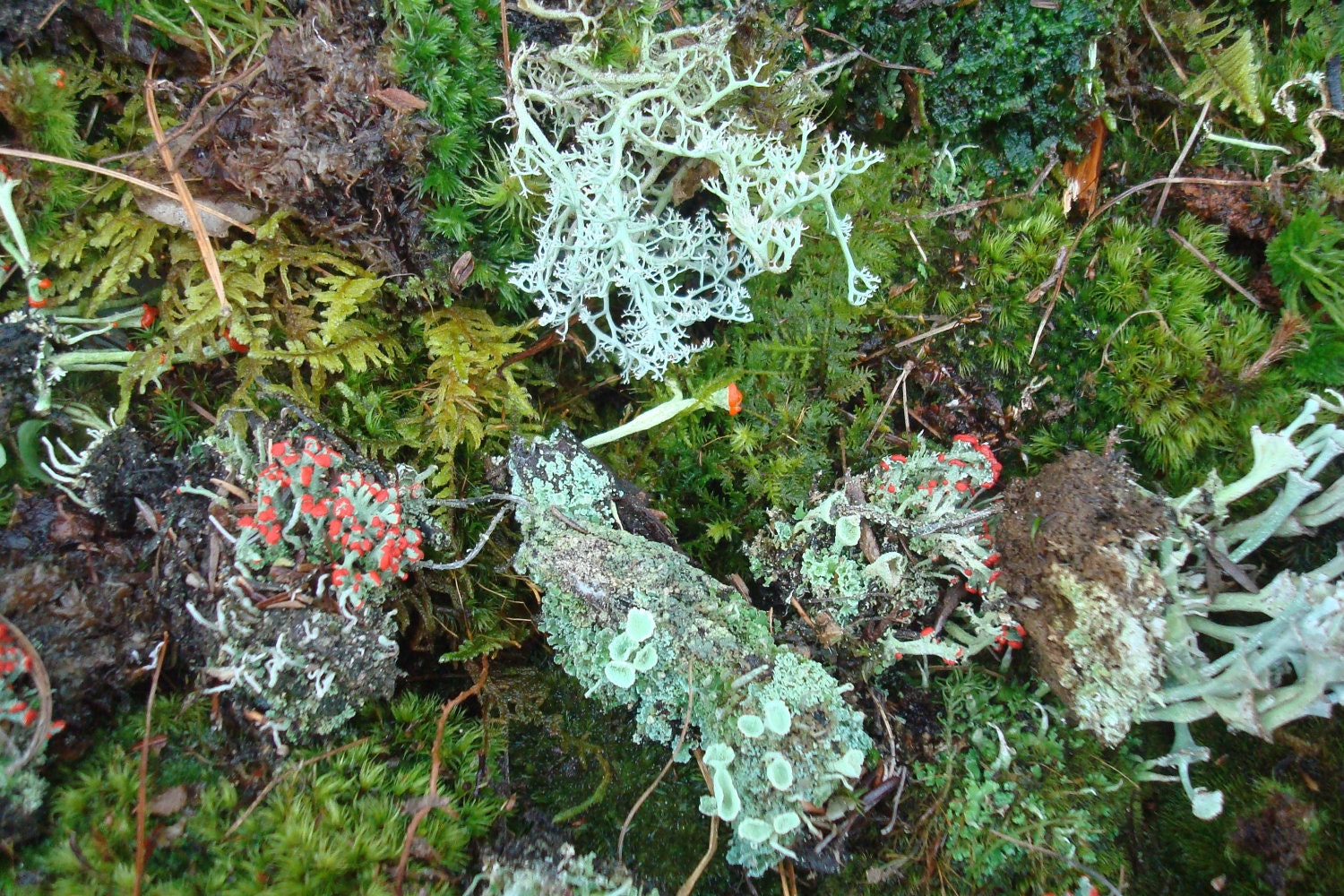 Mini collection of Live Moss lichens & vines -ORGANIC AND NATURAL- (Free Shipping)