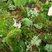 Live Moss lichens and tiny woodland vines and trees-artisan collection-ORGANIC AND NATURAL