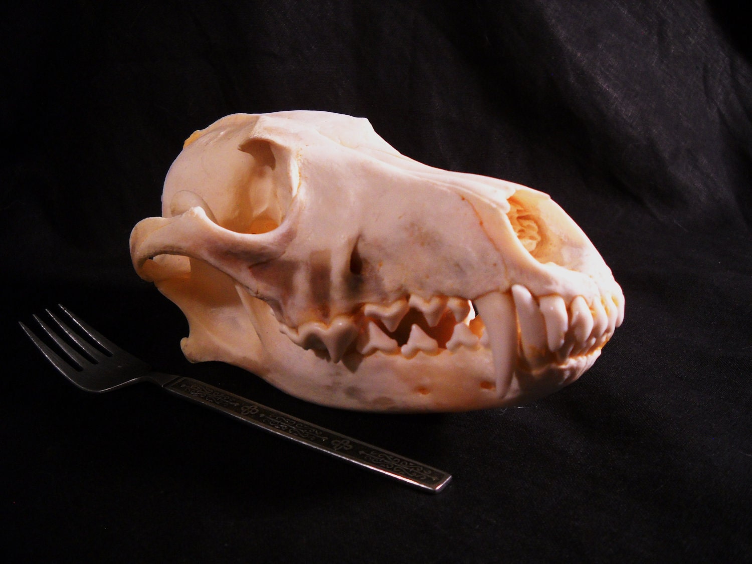Taxidermy Real Bone Animal Skull Coyote with lower jaw and teeth