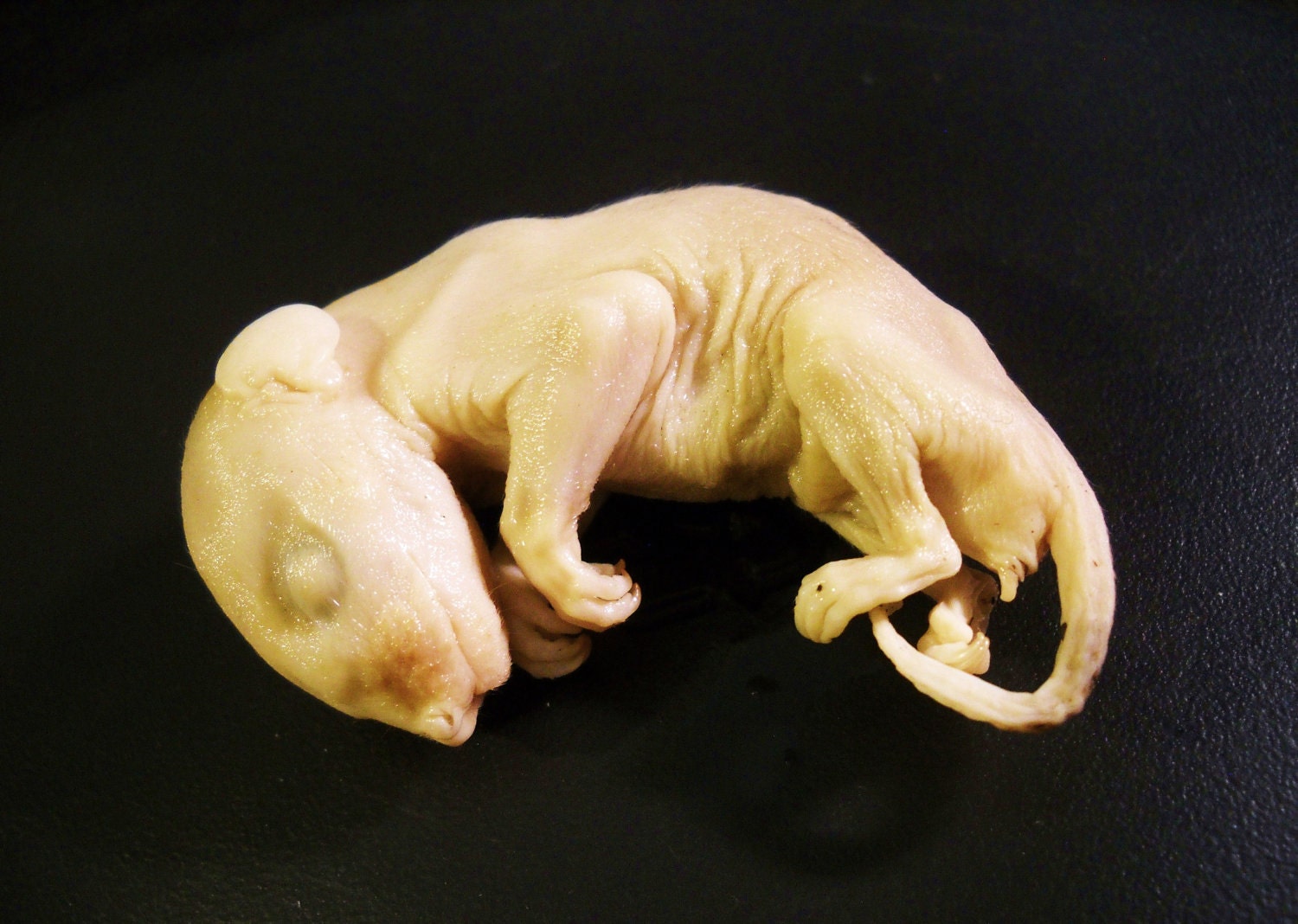 Taxidermy Real Preserved Wet Possum (opossum) Animal Fetus Specimen in Jar with bones, teeth, claws and skull