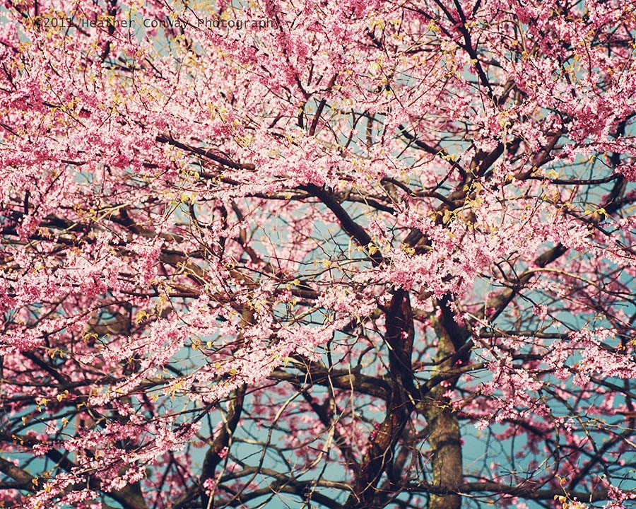 Spring Pink Blossom Whimsical Tree, Bright blue sky 8x10 - Fine Art Photography, Wall Decor Blossom Tree