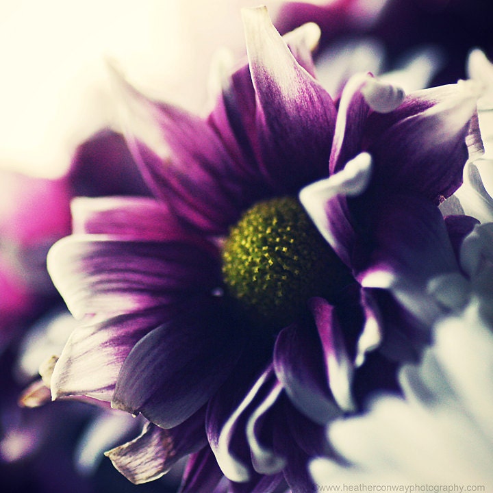 ON SALE -Beautiful Summer Pink Purple Flower - 8x8 signed print Fine Art Photography, Wall Decor In stock