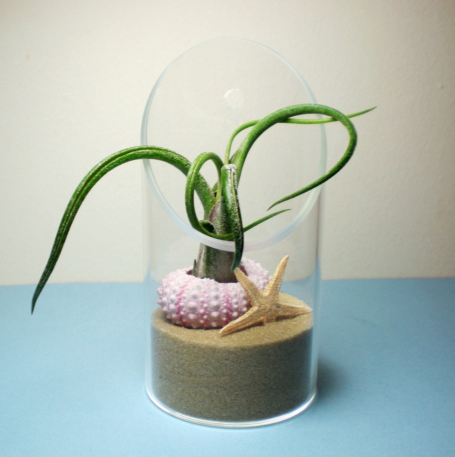 Nautical Terrarium: Wall Mount Air Plant Glass Terrarium Beach Theme