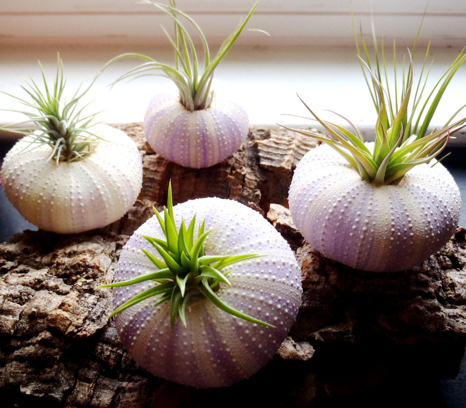 Four Air Plants in Sea Urchin Shells: Set of Four Tillandsia Shell Planters