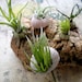 Herbaceous barnacles: Air plants in Sea Urchin Shells on Cork Bark