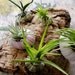 Herbaceous barnacles: Air plants in Sea Urchin Shells on Cork Bark