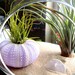 Hanging Air Plant Terrarium With Sea Urchin and Sand Dollar Glass Terrarium