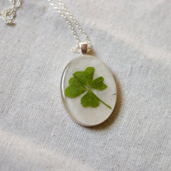 four leaf clover real pressed leaf botanical by StudioBotanica
