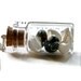 nautical seashell vial necklace with real shells from the sea black and white mysterious curiosity cabinet natural history