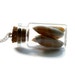 nautical seashell vial necklace with real shells from the sea coral peach white mysterious curiosity cabinet natural history