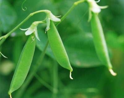 Organic Heirloom 50 Seeds Edible Pod Snow Peas Green Arrow Heirloom Vegetable Garden Fresh Seeds F54