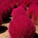 Heirloom 1000 Seeds Grass Burning Bush Kochia Scoparia RED Flower Plant Garden Bulk Exotic B0097