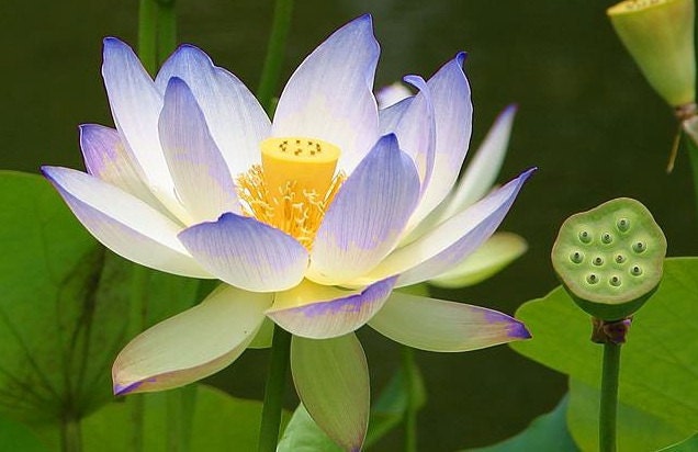 Want Blue lotus absolute to be added to you cream--- Purchase this Item