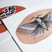 Two Moths - Watercolor Painting - Archival Art Print