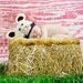 Newborn Cow Hat - Photo Prop - Newborn - Barnyard Cutie