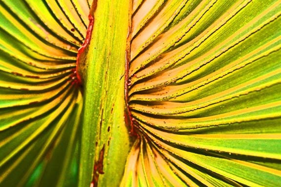 8X10 fine art print metallic macro photography red yellow neon leaf - Dabblingstuff