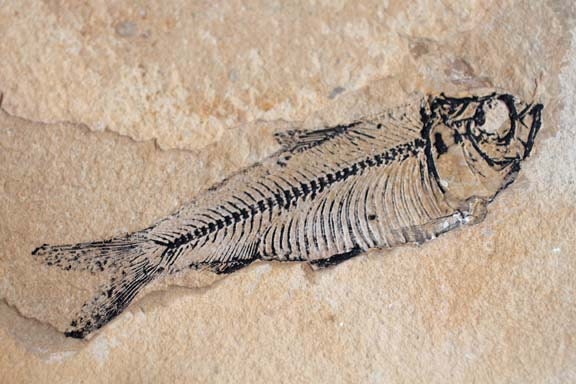 Beige, Black Fossil Fish 5x7 fine art print